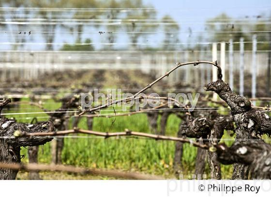 PALISSAGE  DE LA VIGNE, AU PRINTEMPS, VIGNOBLE BORDELAIS, GIRONDE. (33V42936.jpg)