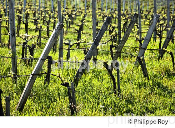 PALISSAGE  DE LA VIGNE, AU PRINTEMPS, VIGNOBLE BORDELAIS, GIRONDE. (33V42937.jpg)