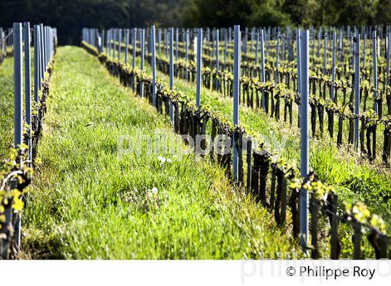 PALISSAGE  DE LA VIGNE, AU PRINTEMPS, VIGNOBLE BORDELAIS, GIRONDE. (33V42940.jpg)