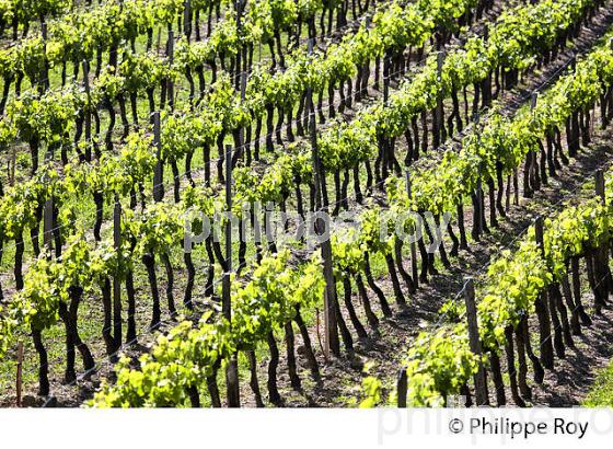 CYCLE VEGETATIF DE LA VIGNE, AU PRINTEMPS, VIGNOBLE BORDELAIS, GIRONDE. (33V43002.jpg)