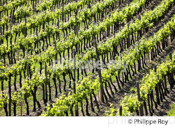 PAYSAGE VITICOLE , AU PRINTEMPS,  AOC MONTAGNE-SAINT-EMILION ,VIGNOBLE BORDELAIS, GIRONDE. (33V43003.jpg)