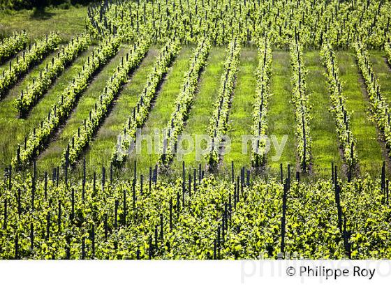 PAYSAGE VITICOLE , AU PRINTEMPS,  AOC MONTAGNE-SAINT-EMILION ,VIGNOBLE BORDELAIS, GIRONDE. (33V43005.jpg)