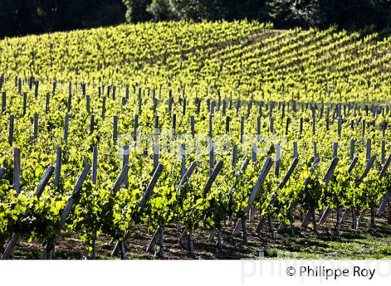 PAYSAGE VITICOLE , AU PRINTEMPS,  AOC MONTAGNE-SAINT-EMILION ,VIGNOBLE BORDELAIS, GIRONDE. (33V43006.jpg)