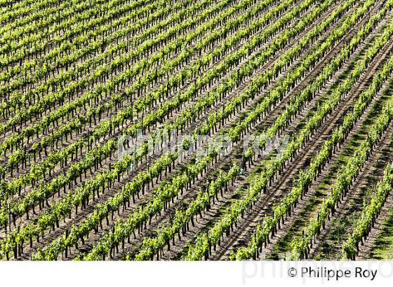 LA VIGNE AU PRINTEMPS, PAYSAGE VITICOLE , MONTAGNE-SAINT-EMILION, VIGNOBLE BORDELAIS, GIRONDE. (33V43007.jpg)