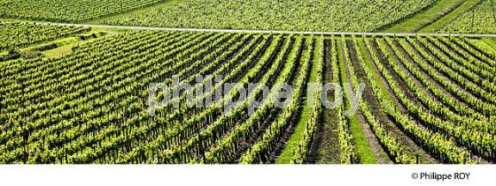 LA VIGNE AU PRINTEMPS, PAYSAGE VITICOLE , MONTAGNE-SAINT-EMILION, VIGNOBLE BORDELAIS, GIRONDE. (33V43009.jpg)