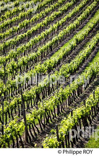 LA VIGNE AU PRINTEMPS, PAYSAGE VITICOLE , MONTAGNE-SAINT-EMILION, VIGNOBLE BORDELAIS, GIRONDE. (33V43010.jpg)