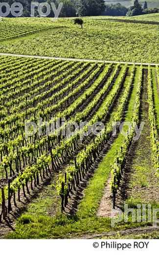 LA VIGNE AU PRINTEMPS, PAYSAGE VITICOLE , MONTAGNE-SAINT-EMILION, VIGNOBLE BORDELAIS, GIRONDE. (33V43016.jpg)