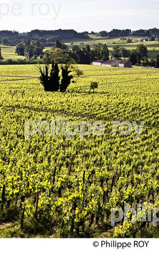 LA VIGNE AU PRINTEMPS, PAYSAGE VITICOLE , MONTAGNE-SAINT-EMILION, VIGNOBLE BORDELAIS, GIRONDE. (33V43019.jpg)