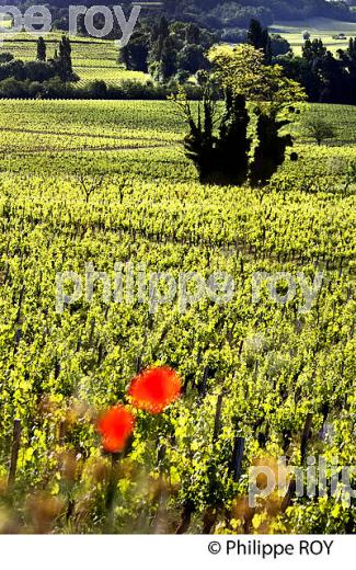 LA VIGNE AU PRINTEMPS, PAYSAGE VITICOLE , MONTAGNE-SAINT-EMILION, VIGNOBLE BORDELAIS, GIRONDE. (33V43022.jpg)