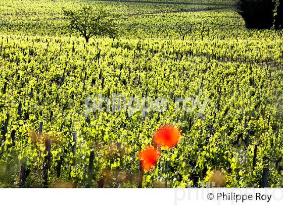 LA VIGNE AU PRINTEMPS, PAYSAGE VITICOLE , MONTAGNE-SAINT-EMILION, VIGNOBLE BORDELAIS, GIRONDE. (33V43023.jpg)