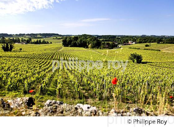 LA VIGNE AU PRINTEMPS, PAYSAGE VITICOLE , MONTAGNE-SAINT-EMILION, VIGNOBLE BORDELAIS, GIRONDE. (33V43029.jpg)