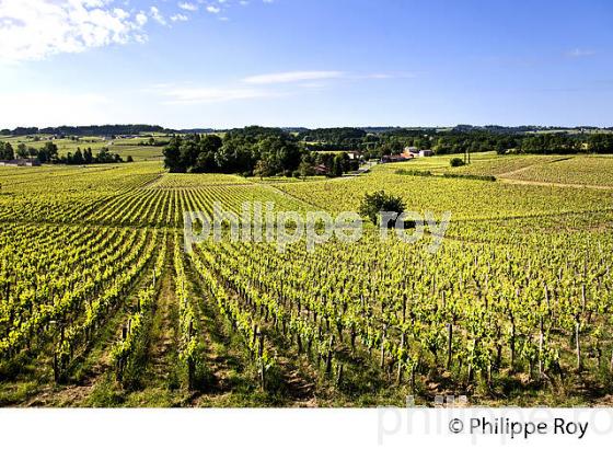 LA VIGNE AU PRINTEMPS, PAYSAGE VITICOLE , MONTAGNE-SAINT-EMILION, VIGNOBLE BORDELAIS, GIRONDE. (33V43030.jpg)
