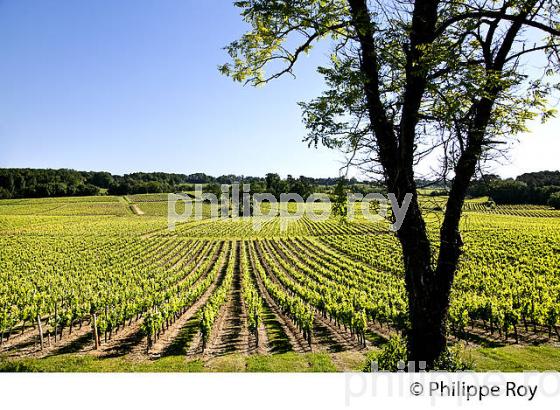 LA VIGNE AU PRINTEMPS, PAYSAGE VITICOLE , MONTAGNE-SAINT-EMILION, VIGNOBLE BORDELAIS, GIRONDE. (33V43033.jpg)