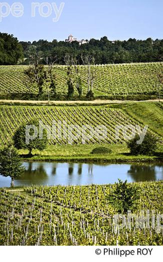 LA VIGNE AU PRINTEMPS, PAYSAGE VITICOLE , MONTAGNE-SAINT-EMILION, VIGNOBLE BORDELAIS, GIRONDE. (33V43103.jpg)