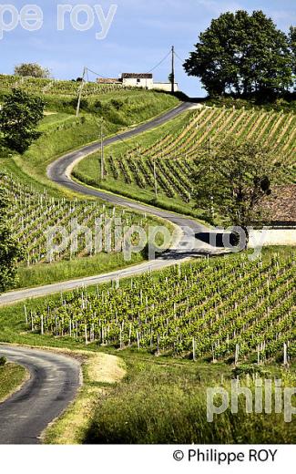 LA VIGNE AU PRINTEMPS, PAYSAGE VITICOLE , MONTAGNE-SAINT-EMILION, VIGNOBLE BORDELAIS, GIRONDE. (33V43105.jpg)