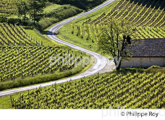 LA VIGNE AU PRINTEMPS, PAYSAGE VITICOLE , MONTAGNE-SAINT-EMILION, VIGNOBLE BORDELAIS, GIRONDE. (33V43106.jpg)