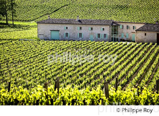 LA VIGNE AU PRINTEMPS, PAYSAGE VITICOLE , MONTAGNE-SAINT-EMILION, VIGNOBLE BORDELAIS, GIRONDE. (33V43108.jpg)