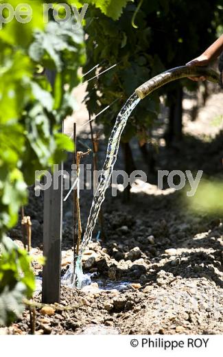 COMPLANTATION, TRAVAIL  DE LA VIGNE,  VIGNOBLE BORDELAIS, GIRONDE. (33V43119.jpg)