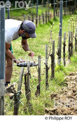 TRAVAIL DE LA VIGNE , AU PRINTEMPS, VIGNOBLE BORDELAIS, GIRONDE. (33V43133.jpg)