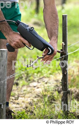 TRAVAIL DE LA VIGNE , AU PRINTEMPS, VIGNOBLE BORDELAIS, GIRONDE. (33V43137.jpg)