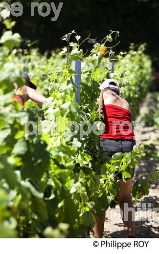 TRAVAIL DE LA VIGNE , AU PRINTEMPS, VIGNOBLE BORDELAIS, GIRONDE. (33V43202.jpg)