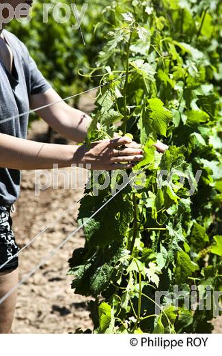 TRAVAIL DE LA VIGNE , AU PRINTEMPS, VIGNOBLE BORDELAIS, GIRONDE. (33V43203.jpg)