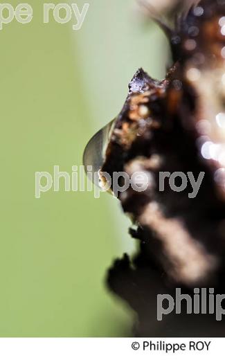 TAILLE DE LA VIGNE EN HIVER ET PLEURS D ELA VIGNE , VIGNOBLE BORDELAIS, GIRONDE. (33V43205.jpg)