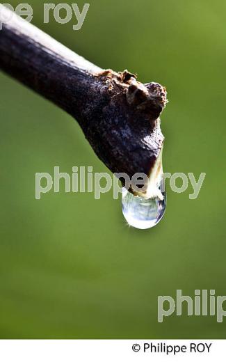 TAILLE DE LA VIGNE EN HIVER ET PLEURS D ELA VIGNE , VIGNOBLE BORDELAIS, GIRONDE. (33V43208.jpg)