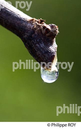 TAILLE DE LA VIGNE EN HIVER ET PLEURS D ELA VIGNE , VIGNOBLE BORDELAIS, GIRONDE. (33V43209.jpg)