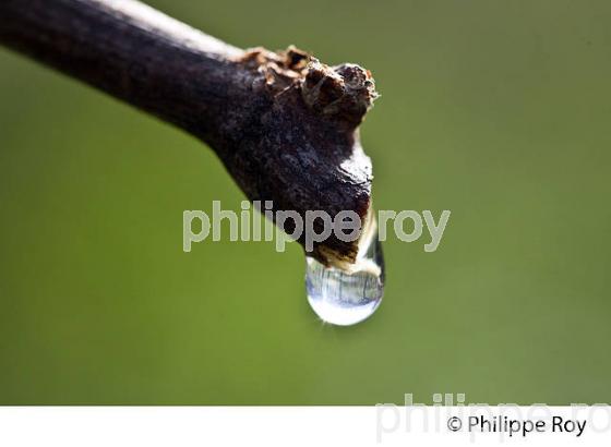 TAILLE DE LA VIGNE EN HIVER ET PLEURS D ELA VIGNE , VIGNOBLE BORDELAIS, GIRONDE. (33V43213.jpg)