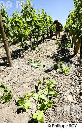 TRAVAIL DE LA VIGNE , AU PRINTEMPS, VIGNOBLE BORDELAIS, GIRONDE. (33V43228.jpg)