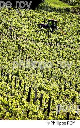 TRAVAIL DE LA VIGNE , AU PRINTEMPS, VIGNOBLE BORDELAIS, GITONDE. (33V43231.jpg)