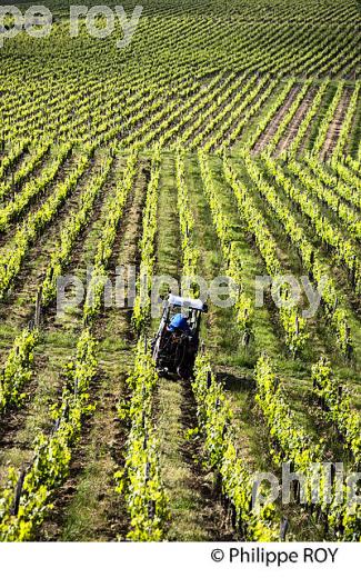 TRAVAIL DE LA VIGNE , AU PRINTEMPS, VIGNOBLE BORDELAIS, GITONDE. (33V43232.jpg)