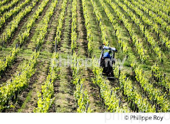 TRAVAIL DE LA VIGNE , AU PRINTEMPS, VIGNOBLE BORDELAIS, GITONDE. (33V43234.jpg)