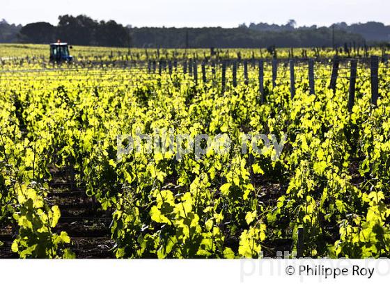 TRAVAIL DE LA VIGNE , AU PRINTEMPS, VIGNOBLE BORDELAIS, GITONDE. (33V43238.jpg)