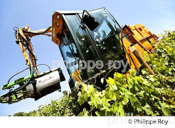 TRAVAIL DE LA VIGNE , AU PRINTEMPS, VIGNOBLE BORDELAIS, GITONDE. (33V43240.jpg)