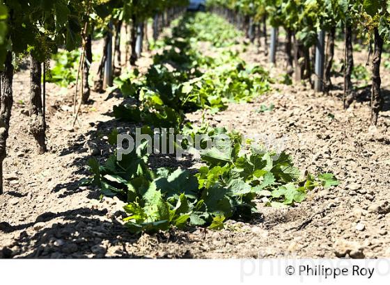 TRAVAIL DE LA VIGNE , AU PRINTEMPS, VIGNOBLE BORDELAIS, GIRONDE. (33V43301.jpg)