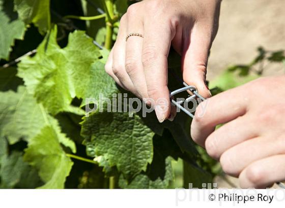 TRAVAIL DE LA VIGNE , AU PRINTEMPS, VIGNOBLE BORDELAIS, GIRONDE. (33V43302.jpg)