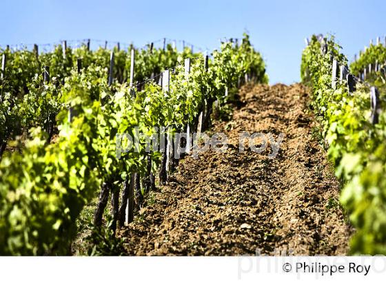 TRAVAIL DE LA VIGNE , AU PRINTEMPS, VIGNOBLE BORDELAIS, GIRONDE. (33V43304.jpg)