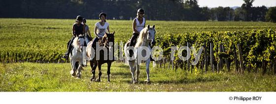 RANDONNEE EQUESTRE DANS LES VIGNES DE L' APPELLATION  MONTAGNE SAINT EMILION, VINS DE BORDEAUX. (33V43335.jpg)