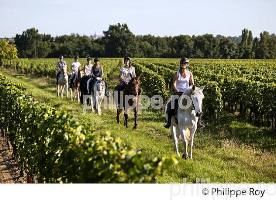 RANDONNEE EQUESTRE DANS LES VIGNES DE L' APPELLATION  MONTAGNE SAINT EMILION, VINS DE BORDEAUX. (33V43338.jpg)