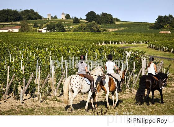 RANDONNEE EQUESTRE DANS LES VIGNES DE L' APPELLATION  MONTAGNE SAINT EMILION, VINS DE BORDEAUX. (33V43339.jpg)