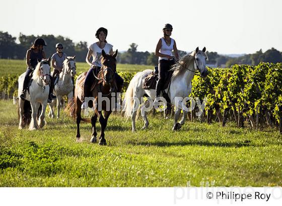 RANDONNEE EQUESTRE DANS LES VIGNES DE L' APPELLATION  MONTAGNE SAINT EMILION, VINS DE BORDEAUX. (33V43340.jpg)