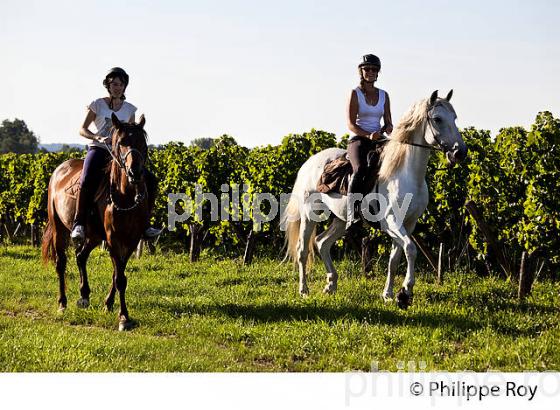 RANDONNEE EQUESTRE DANS LES VIGNES DE L' APPELLATION  MONTAGNE SAINT EMILION, VINS DE BORDEAUX. (33V43401.jpg)