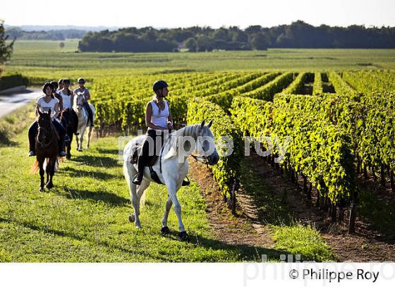 RANDONNEE EQUESTRE DANS LES VIGNES DE L' APPELLATION  MONTAGNE SAINT EMILION, VINS DE BORDEAUX. (33V43402.jpg)