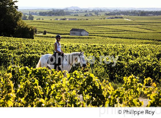 RANDONNEE EQUESTRE DANS LES VIGNES DE L' APPELLATION  MONTAGNE SAINT EMILION, VINS DE BORDEAUX. (33V43404.jpg)