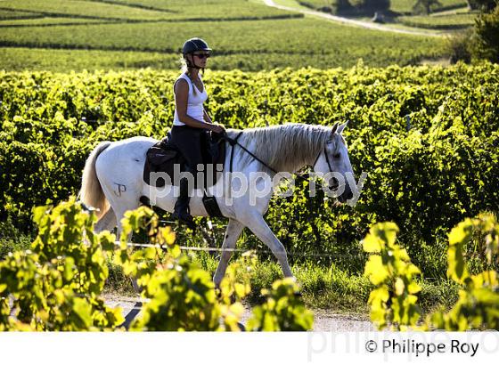 RANDONNEE EQUESTRE DANS LES VIGNES DE L' APPELLATION  MONTAGNE SAINT EMILION, VINS DE BORDEAUX. (33V43405.jpg)