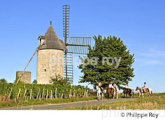 RANDONNEE EQUESTRE DANS LES VIGNES DE L' APPELLATION  MONTAGNE SAINT EMILION, VINS DE BORDEAUX. (33V43407.jpg)