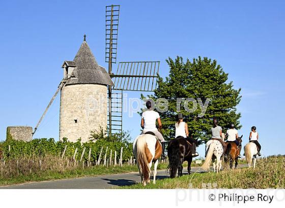 RANDONNEE EQUESTRE DANS LES VIGNES DE L' APPELLATION  MONTAGNE SAINT EMILION, VINS DE BORDEAUX. (33V43410.jpg)