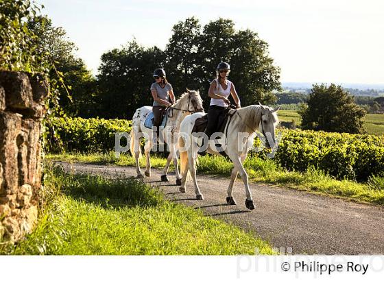 RANDONNEE EQUESTRE DANS LES VIGNES DE L' APPELLATION  MONTAGNE SAINT EMILION, VINS DE BORDEAUX. (33V43412.jpg)